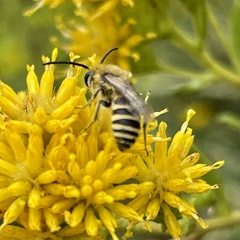 Colletes