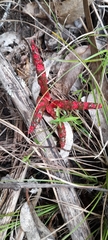Clathrus archeri