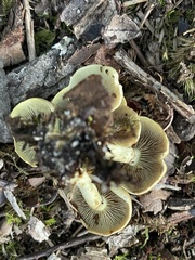 Heimiomyces tenuipes