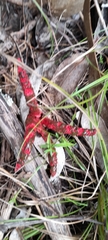 Clathrus archeri
