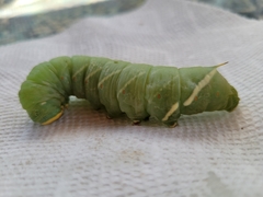 Pachysphinx occidentalis