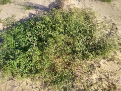 Kallstroemia californica