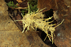 Akanthomyces tuberculatus