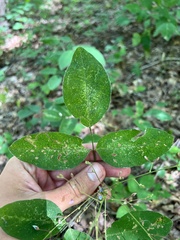 Desmodium perplexum