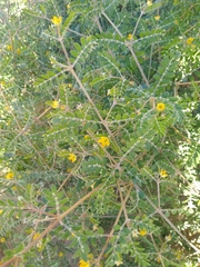 Kallstroemia californica