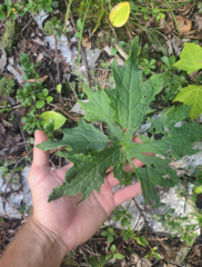 Petasites frigidus palmatus