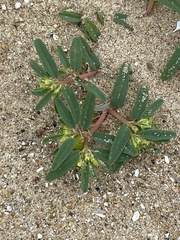 Euphorbia polygonifolia