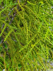 Lepidothamnus intermedius
