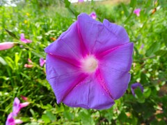 Ipomoea stans