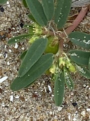 Euphorbia polygonifolia