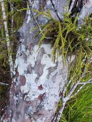 Lepidothamnus intermedius