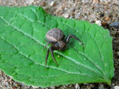 Thomisidae