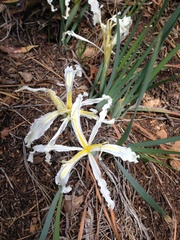 Iris tenuissima
