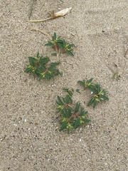 Euphorbia polygonifolia