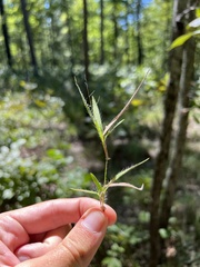 Dichanthelium villosissimum