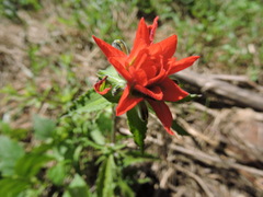Castilleja arvensis arvensis