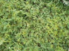 Kallstroemia californica