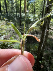 Dichanthelium villosissimum