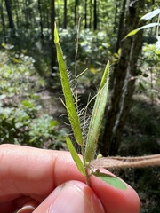 Dichanthelium villosissimum