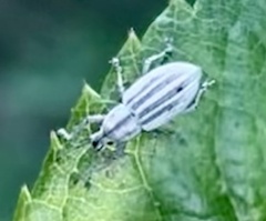 Aphrastus taeniatus