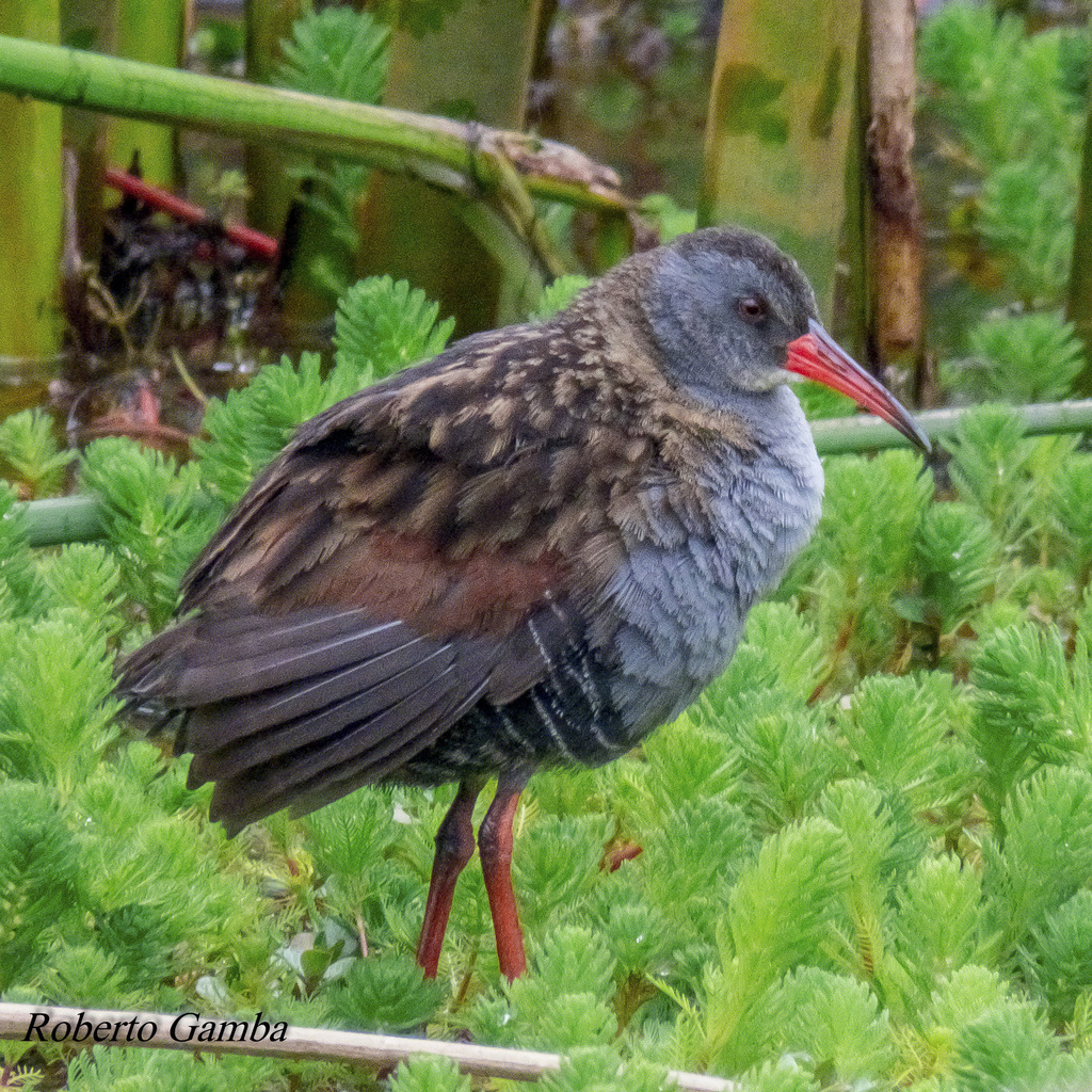 Bogota Rail photo