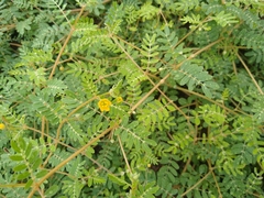 Kallstroemia californica