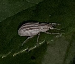 Aphrastus taeniatus