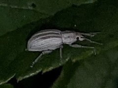 Aphrastus taeniatus