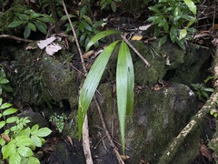 Molineria capitulata
