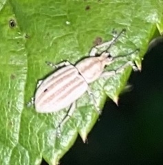 Aphrastus taeniatus