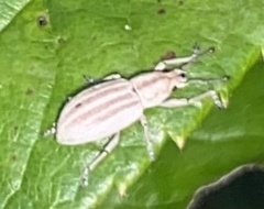 Aphrastus taeniatus