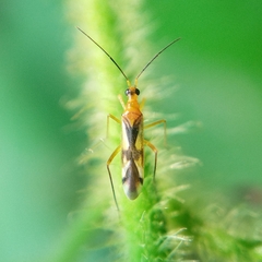Dicyphus