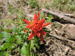 Castilleja arvensis arvensis