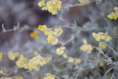 Chrysocephalum apiculatum