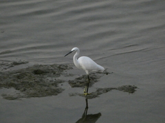 Egretta garzetta