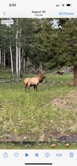 Cervus canadensis canadensis