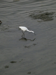 Egretta garzetta