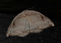 Callidrepana gelidata