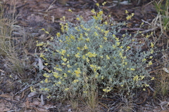 Chrysocephalum apiculatum
