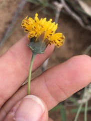 Thelesperma megapotamicum