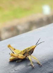 Sphenarium