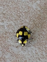 Illeis galbula