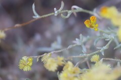 Chrysocephalum apiculatum