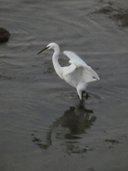 Egretta garzetta