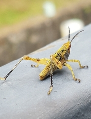Sphenarium