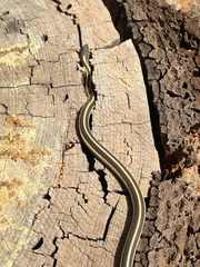 Thamnophis elegans elegans