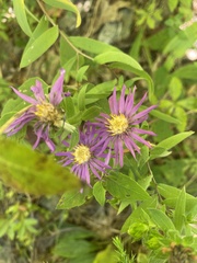 Symphyotrichum pratense