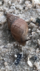 Bulimulus bonariensis