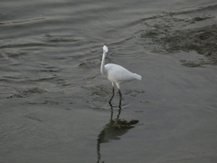 Egretta garzetta