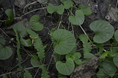 Viola palustris